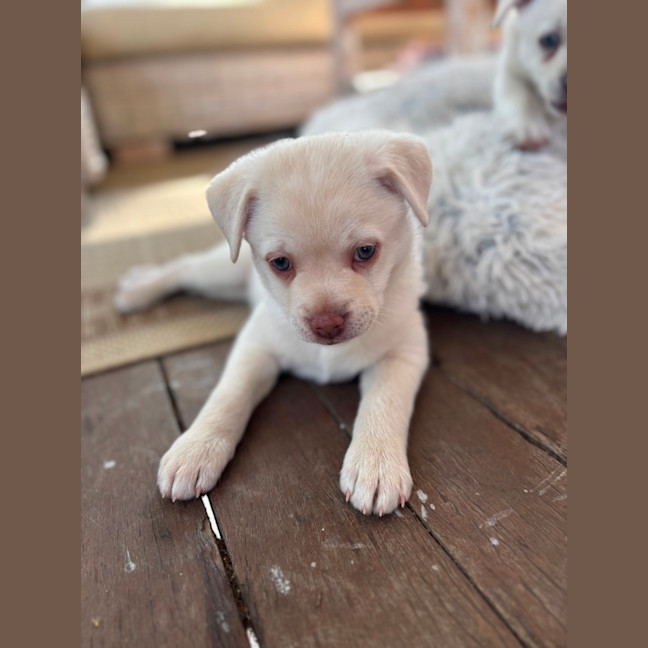 Photo of Disco 