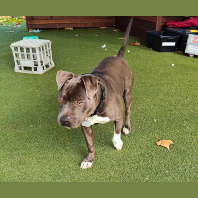 Photo of Diesel