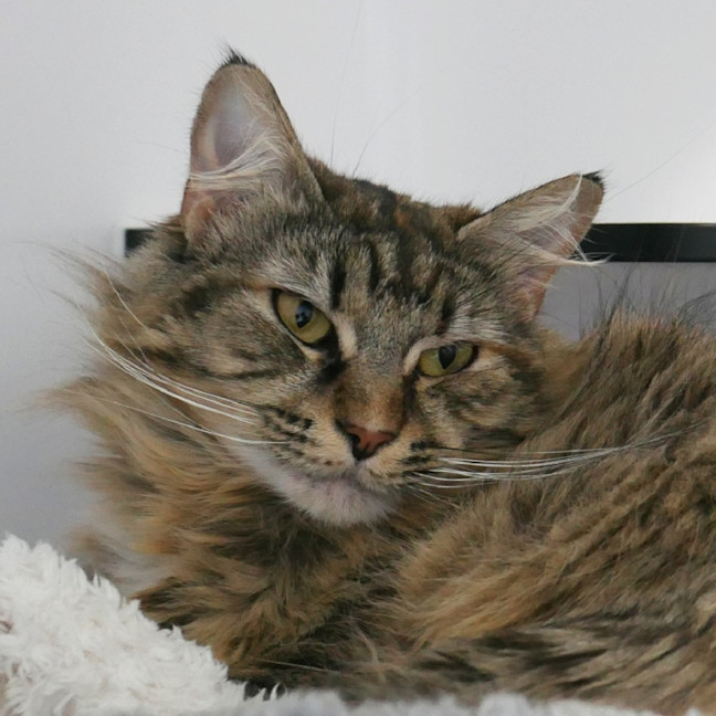 Photo of Rhea Sta013648