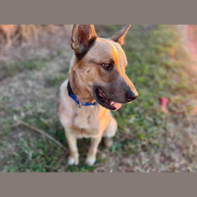 Photo of Buddy