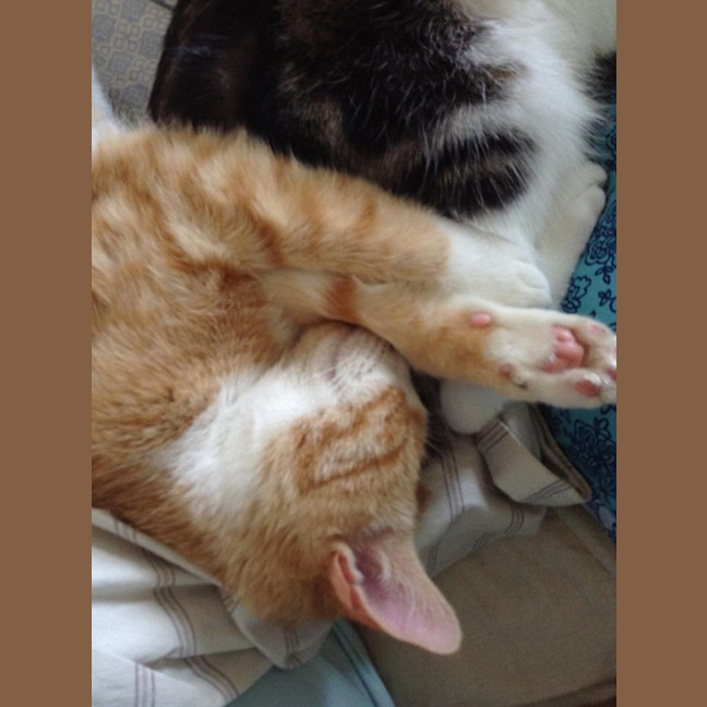 Photo of "Marmalade" Purrfect Match 