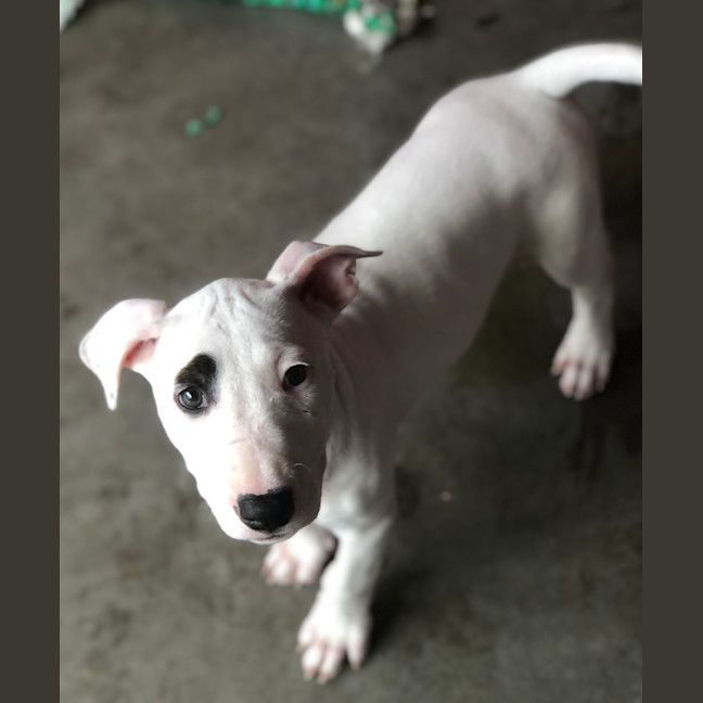 Photo of Sadie 