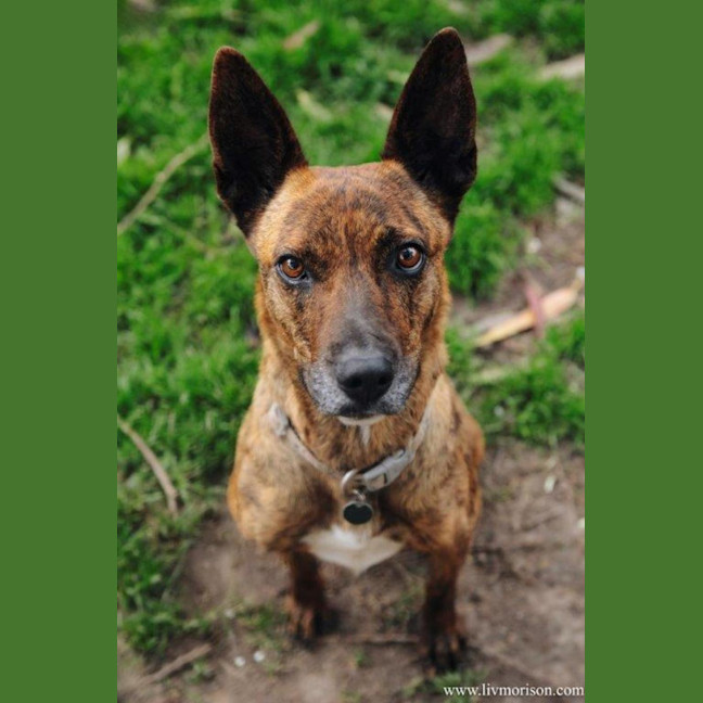 Photo of Swiftee Haliwell