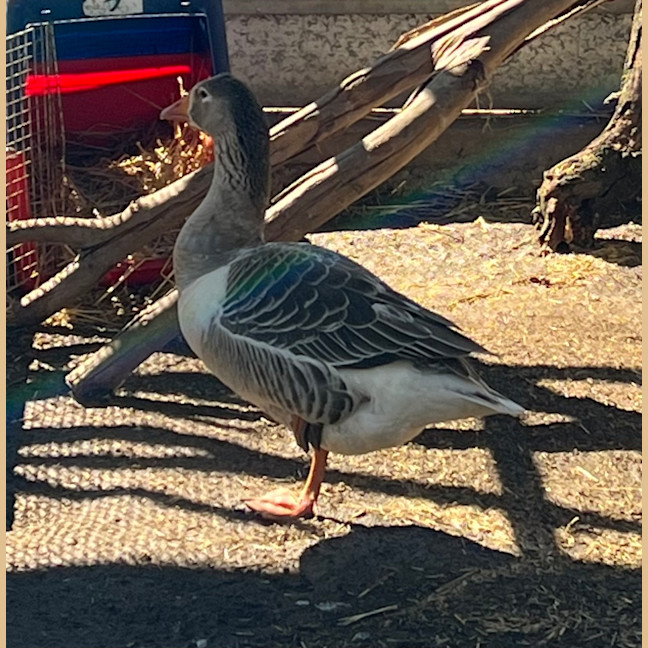 Photo of Honcules