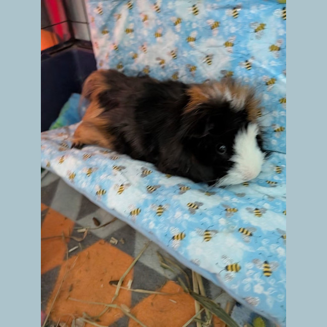 Photo of Junior