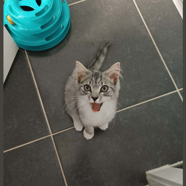 Photo of Judy Garland