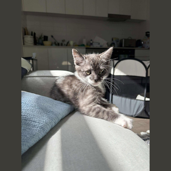 Photo of Tarzan