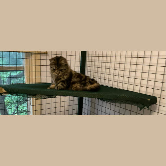 Photo of Bubbles / Buttercup