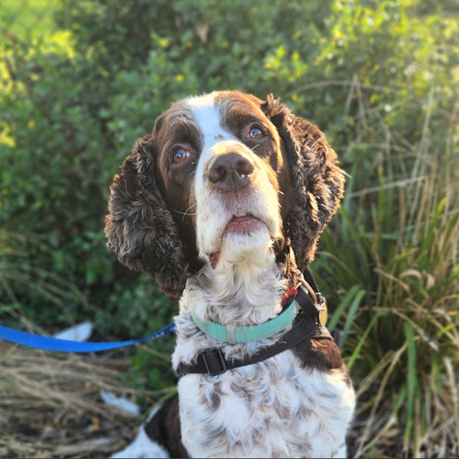 Photo of Milo