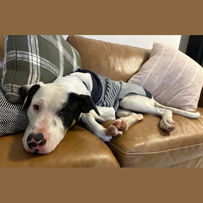 Photo of Moose