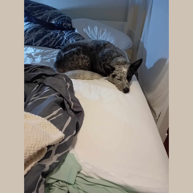 Photo of Bagel