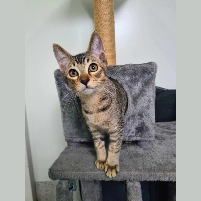 Photo of Cookie