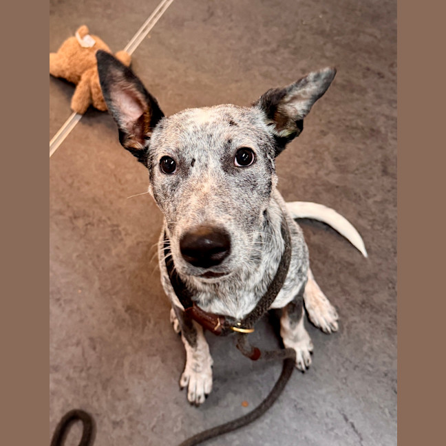 Photo of Bluey