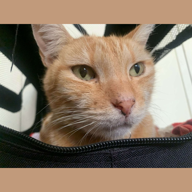 Photo of Felix
