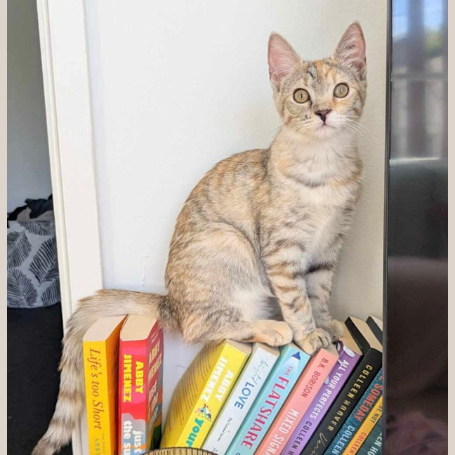 Photo of Willow & Dream 