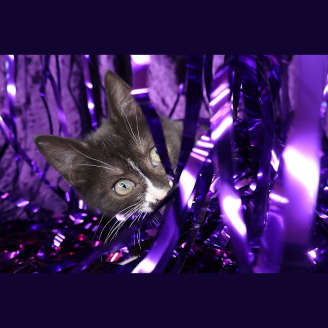 Photo of Rivet