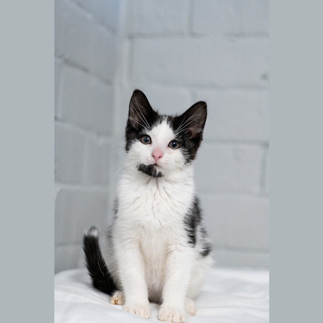 Photo of Magpie