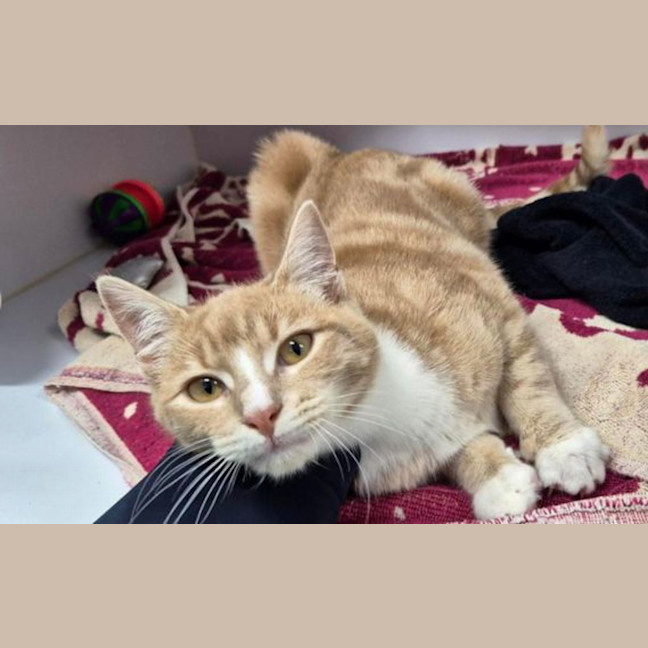 Photo of Peanut