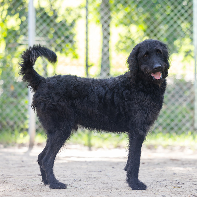 Photo of Louie