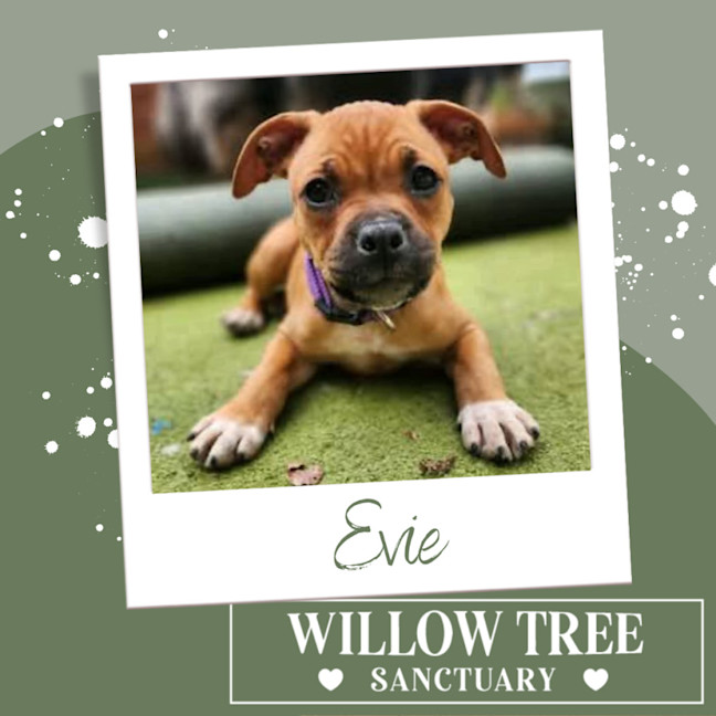 Photo of Evie