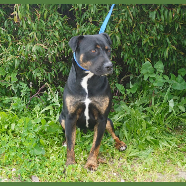 Photo of Pippin