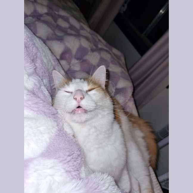 Photo of Mr Peaches (Assisted Rehome)