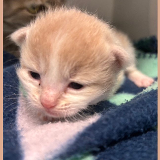 Photo of Candy Apple