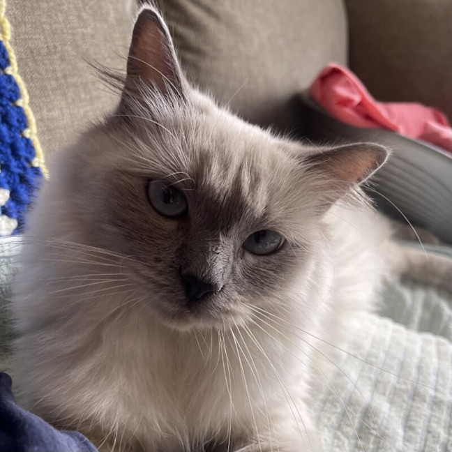 Photo of Little Lady Previously Ravioli