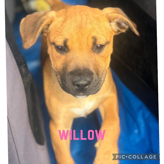 Photo of Willow
