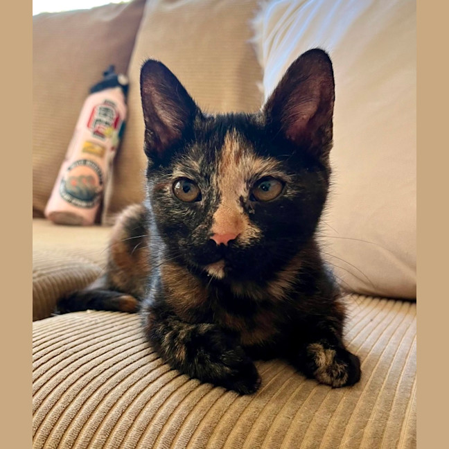 Photo of Sootie