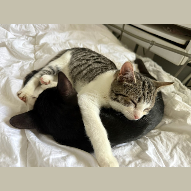 Photo of Hiccup (With Astrid)