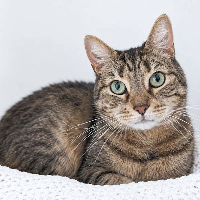 Photo of Luna