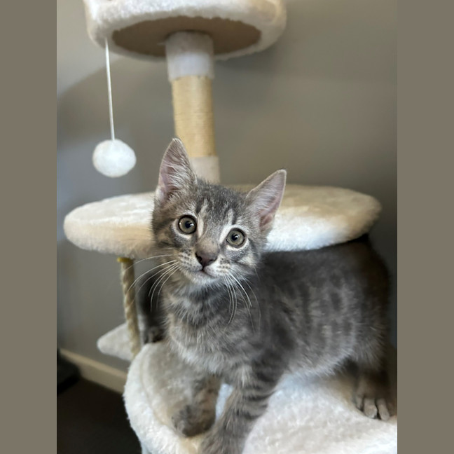 Photo of Tango