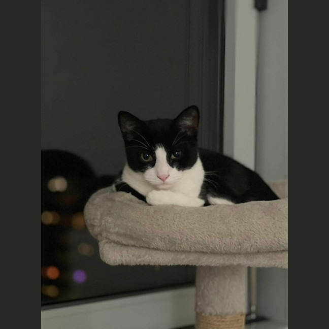 Photo of Achilles