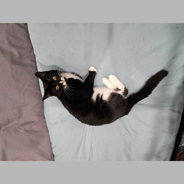 Photo of Daisy