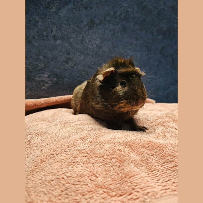 Photo of Ruby (Bonded With Tabitha)