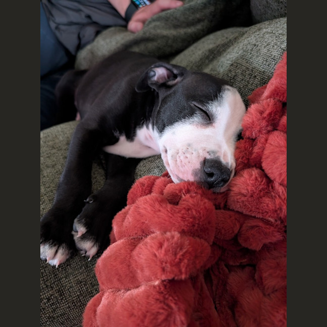 Photo of Harley