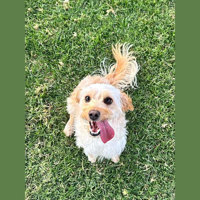 Photo of Louie