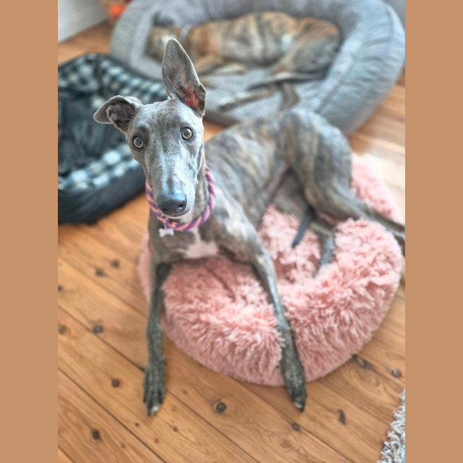 Photo of Jazzy, The 1 Year  Greyhound
