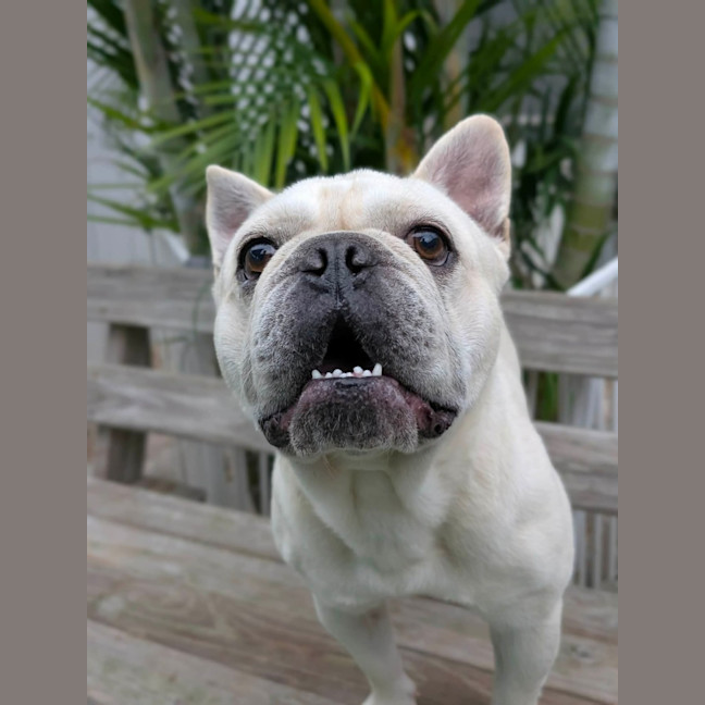 Photo of Biscuit