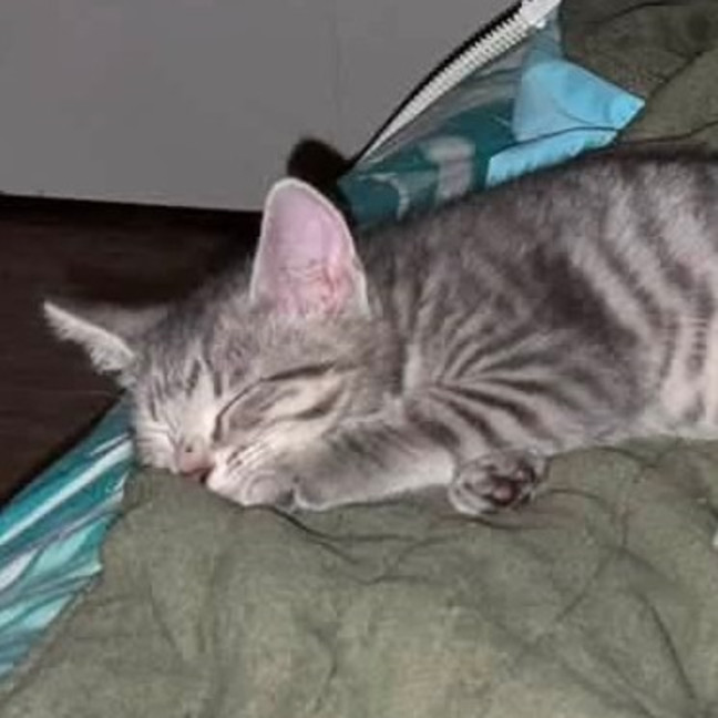 Photo of Stilton