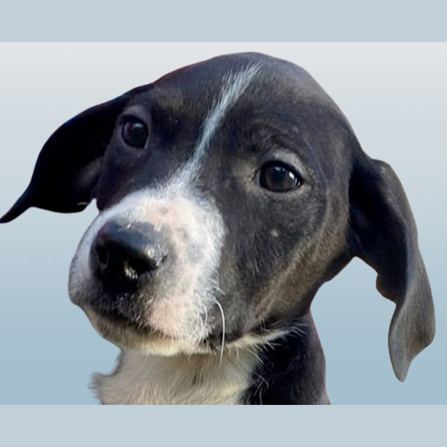 Photo of Cody 😎 8 Month Old Male Mixed Breed