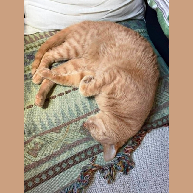 Photo of Meow Meow 