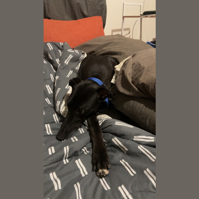 Photo of Duke   Cat Friendly 