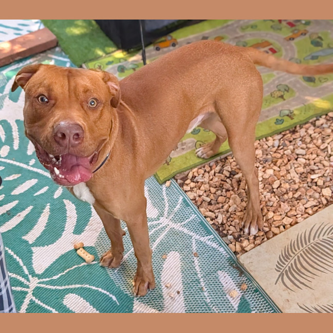Photo of Samson