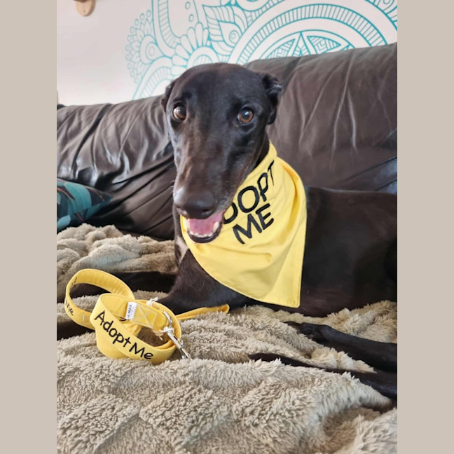 Photo of Fifi, The Greyhound