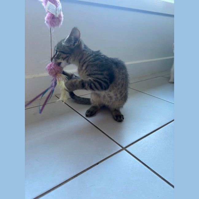 Photo of Pom Pom Meet Me @Petstock Mornington Nepean Hwy 