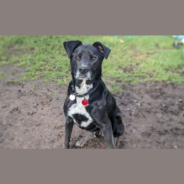 Photo of Midnight