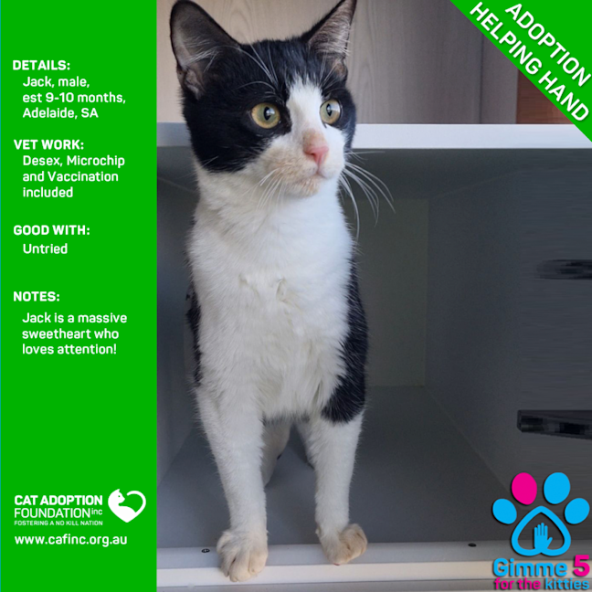 Photo of Jack Helping Hand Adoption!