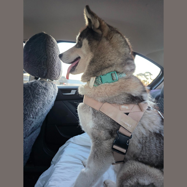 Photo of Nova